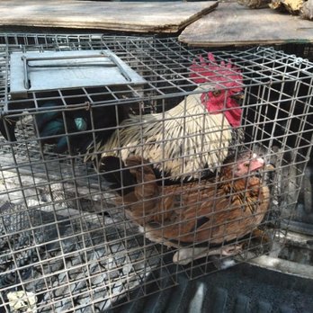 Miami Animal Removal - Wildlife Control Near Me - Miami, Florida Miami Animal Removal - Wildlife Control Near Me - Miami, Florida