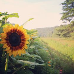 Ox Hollow Farm