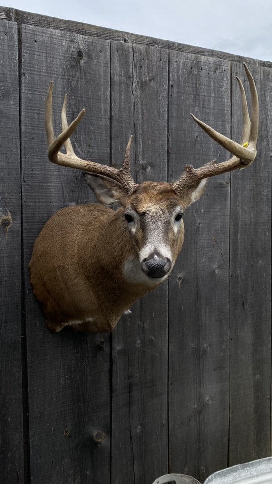 Kronenwetter Taxidermy & Fish Reproductions - taxidermy in Johnsonburg, PA