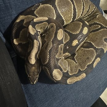 Exotic Pet Vets - BP Teddy Boy - Veterinarians Near Me - Tucson, Arizona