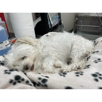 Capital Veterinary Specialists, Jax - This is Lola dead my Lil peanut - Emergency Pet Hospital Near Me - Jacksonville, Florida
