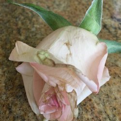 Abby's Loft Florist & Gifts