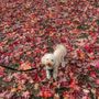 Small Door Veterinary - Upper East Side