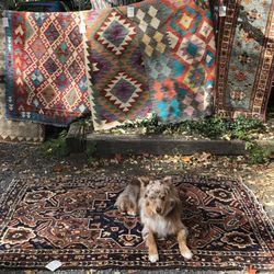 Anatolia-Tribal Rugs & Weavings - Augie on a rug in the sun.