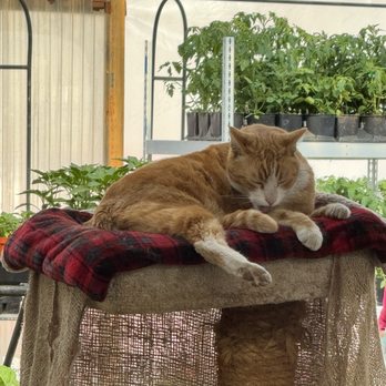 Star Nursery - Cat that ignores us. - Nurseries & Gardening Near Me - Las Vegas, Nevada