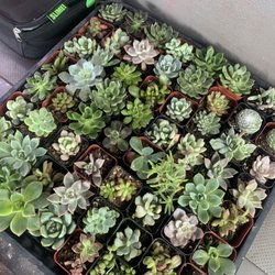 Maria’s Flowers - Varying Succulents
