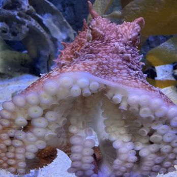 Maritime Aquarium - Aquariums Near Me - Norwalk, Connecticut Maritime Aquarium - Aquariums Near Me - Norwalk, Connecticut