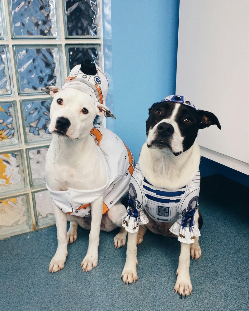 DOGGONE BEAUTIFUL 69 Photos & 63 Reviews Pet Groomers 1059 Novi