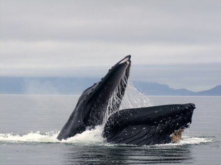 Alaska Peak & Seas by null