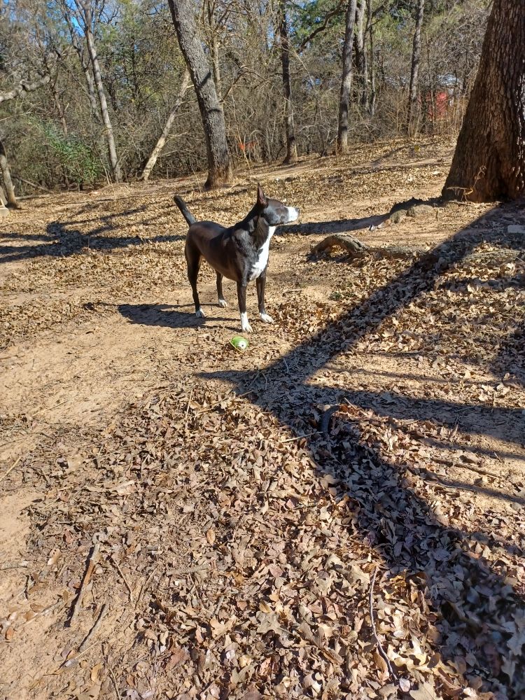 COWTOWN KELPIE DOG FARM RESCUE REHAB AND SANCTUARY. Updated November