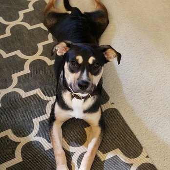 Dog Soul - Pet Training Near Me - Pleasanton, California Dog Soul - Pet Training Near Me - Pleasanton, California