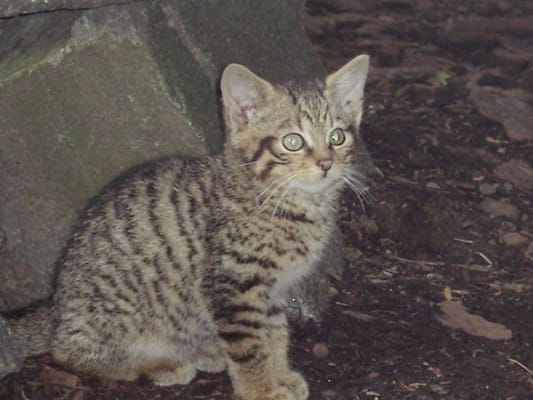 Highland Wildlife Park by null