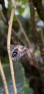ARTIS by null