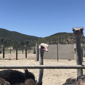 Quail Run Ranch - Tours Near Me - Lake Hughes, California Quail Run Ranch - Tours Near Me - Lake Hughes, California