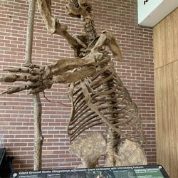 Joseph Moore Museum - Giant sloth
