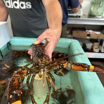 Port Lobster - My chosen lunch! - Seafood Markets Near Me - Kennebunkport, Maine Port Lobster - My chosen lunch! - Seafood Markets Near Me - Kennebunkport, Maine