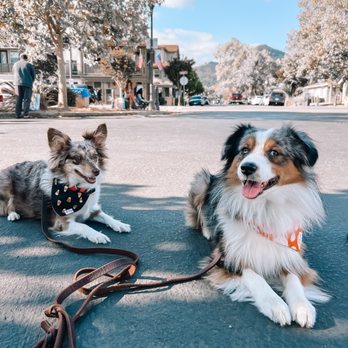 Vibrant K9 - Bella and Beau - Pet Training Near Me Vibrant K9 - Bella and Beau - Pet Training Near Me
