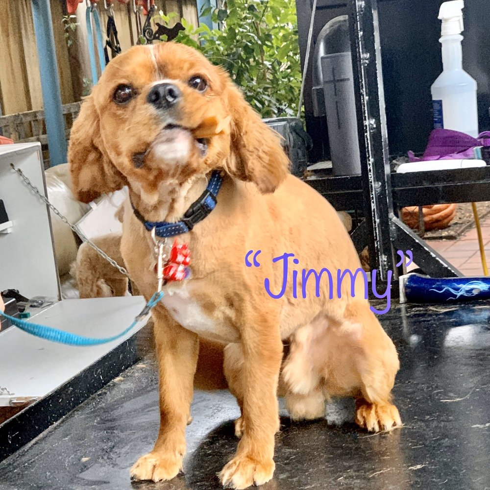 SUPERB DOG GROOMING 455 Wellington Rd, Wheelers Hill Victoria