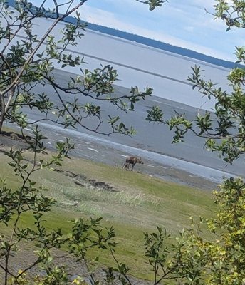 Tony Knowles Coastal Trail by null