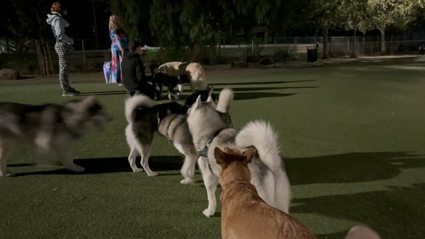 Reed Street Dog Park by null