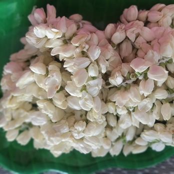 Jasmine Flowers - Jasmine Flowers construction with 5.5 ft string length. It is called Madurai Malli, Mysore Malligai, Gundu Malli. - Florists Near Me Jasmine Flowers - Jasmine Flowers construction with 5.5 ft string length. It is called Madurai Malli, Mysore Malligai, Gundu Malli. - Florists Near Me