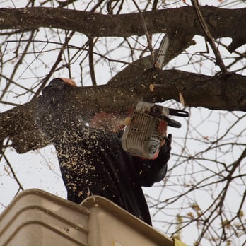 Northeast Tree Services - Tree Services Near Me - Stratford, Connecticut Northeast Tree Services - Tree Services Near Me - Stratford, Connecticut