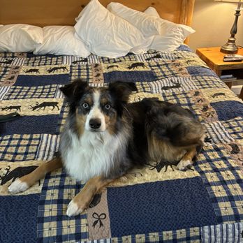 Cowlitz River Lodge - Penelope - Hotels Near Me - Packwood, Washington Cowlitz River Lodge - Penelope - Hotels Near Me - Packwood, Washington