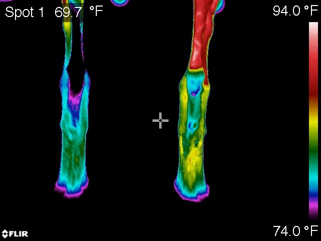 Animal Health VIPS - Vet Integrative & Performance Specialists