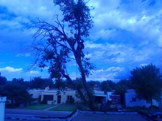 G & R Tree Service - tree service in Albuquerque, NM