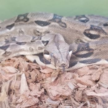 J&F Aquatics & Exotics - Pet Stores Near Me - Terrytown, Louisiana J&F Aquatics & Exotics - Pet Stores Near Me - Terrytown, Louisiana