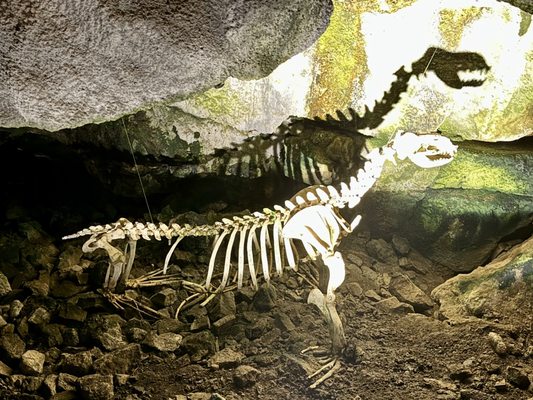 Sea Lion Caves by null