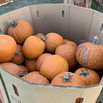 Chubby's Pumpkin Patch - Pumpkin Patches Near Me - Chesapeake, Virginia Chubby's Pumpkin Patch - Pumpkin Patches Near Me - Chesapeake, Virginia