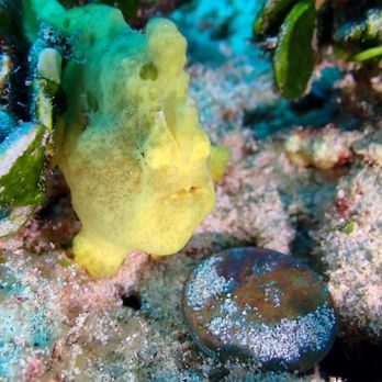Reef Pirates Diving - Scuba Diving Near Me - Honolulu, Hawaii