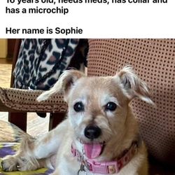 Keller Animal Shelter - Sophie is lost since 6-14-25 in the Wild Wood area in Decatur TX She has a chip and also dog tags, please call Margaret at 214/534-8369