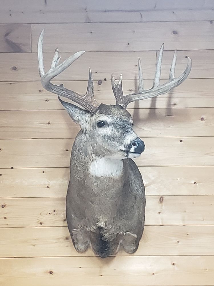 Moore Taxidermy - taxidermy in Clyde, OH