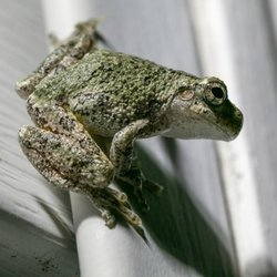 Hope & Olive - Reviewed by Frogg E Green