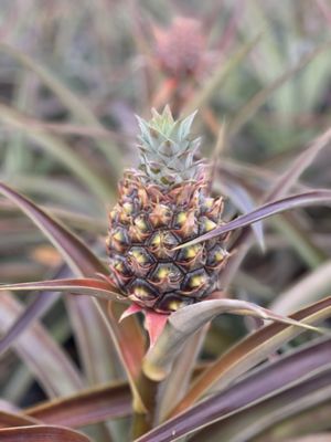 Maui Pineapple Tour by null