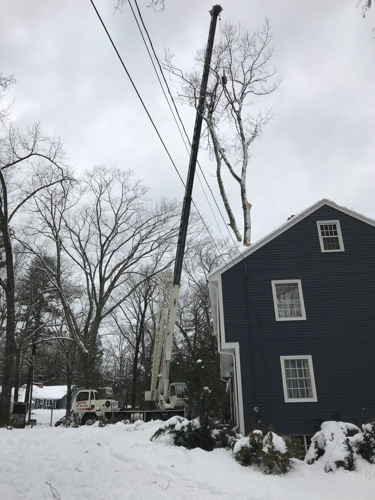 Highlander Tree and Landscaping - tree service in Melrose, MA