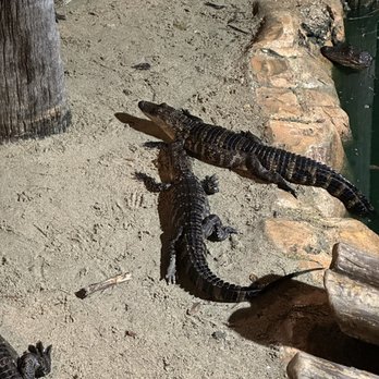 Congo River Golf - Mini Golf Near Me - Kissimmee, Florida Congo River Golf - Mini Golf Near Me - Kissimmee, Florida