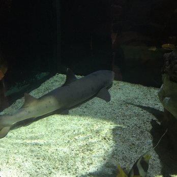 Rainforest Cafe - Sad reef shark in the aquarium - save the shark!!!! - Cafes Near Me - Niagara Falls, New York Rainforest Cafe - Sad reef shark in the aquarium - save the shark!!!! - Cafes Near Me - Niagara Falls, New York