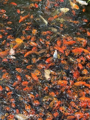 Valley of the Temples Memorial Park, Cemetery, Cremation, Funeral by null