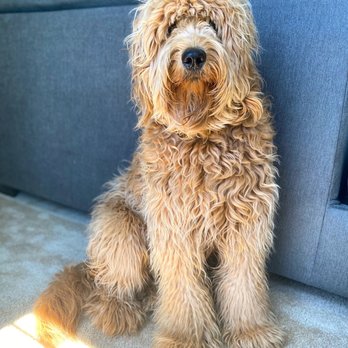 BAD DOG Spa & Retail - Before grooming - Pet Groomers Near Me - Canandaigua, New York