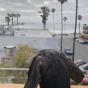 OB Brewery - Beamer the Weiner enjoying beach view dining - Breweries Near Me - San Diego, California
