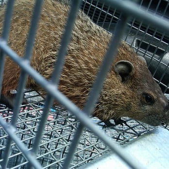 Wildlife Busters - woodchuck - Pest Control Near Me Wildlife Busters - woodchuck - Pest Control Near Me
