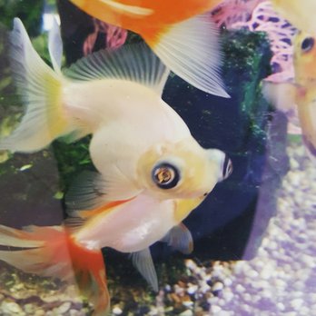 Pho Vu - Lol I like it when restaurants have aquariums - Vietnamese Near Me - Palm Desert, California