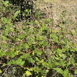 Merritt College - Blackberry bush