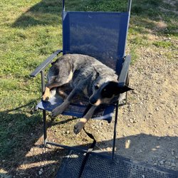 Alpine Ridge Orchard - Dog