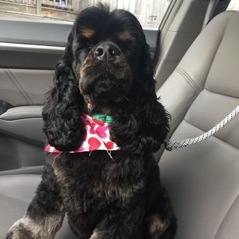 Animal House - Pet Groomers Near Me - Cohoes, New York Animal House - Pet Groomers Near Me - Cohoes, New York