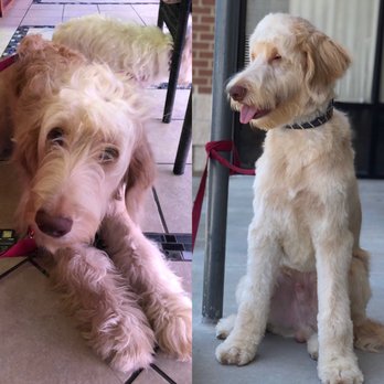 Plano Dog Grooming - Goldendoodle - Pet Groomers Near Me - Plano, Texas Plano Dog Grooming - Goldendoodle - Pet Groomers Near Me - Plano, Texas