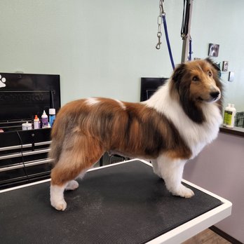 Poof Pets - Pet Groomers Near Me - Boise, Idaho Poof Pets - Pet Groomers Near Me - Boise, Idaho